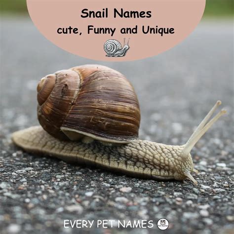 Funny And Unique Snail Names In Every Pet Names