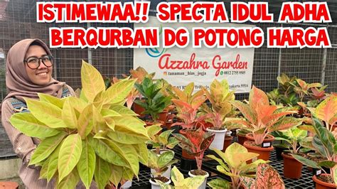 Istimewa Spesial Idul Adha Berqurban Dg Potongan Harga Aglaonema