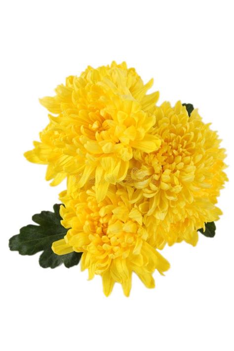 Yellow chrysanthemums stock image. Image of bouquet, plain - 14038951