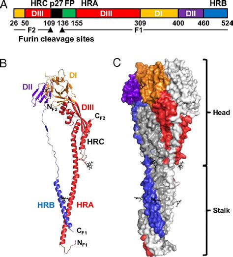 Structural Basis For Immunization With Postfusion Respiratory Syncytial