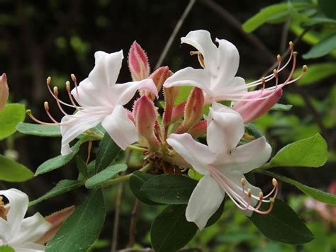 Rhododendron Choptank River Choptank River Azalea The Dawes Arboretum