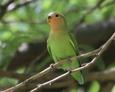 Rosy-faced Lovebird 5255 | Birdspix