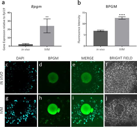 Bisphosphoglycerate Mutase Bpgm Mrna And Protein Are Dysregulated In