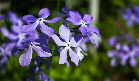 13 Best Florida Flowers That You Can Grow In The Garden