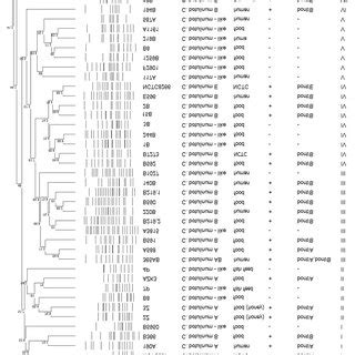 SacII PFGE Dendrogram Indicating The Genetic Relatedness Of The 44 C