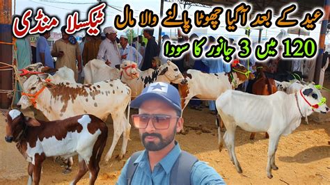 Today Taxila Mandi Latest Update June After Bakra Eid Palny