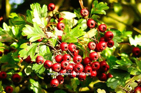 The Incredible Health Benefits Of Hawthorn Plant And Hawthorn Friut