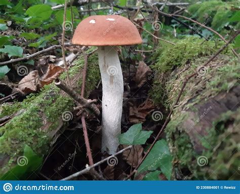 Beautiful Wild Mushroom With An Orange Cap Scientific Name Leccinum