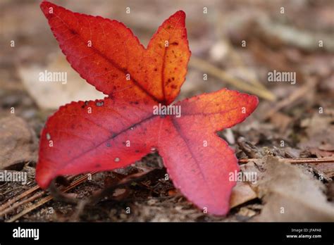 Red maple leaf in fall Stock Photo - Alamy