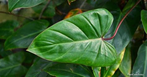 How To Grow And Care For Philodendron Erubescens Red Emerald