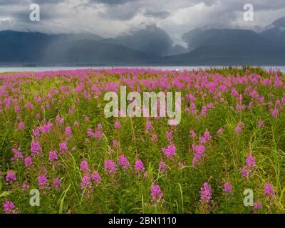 fireweed field tracy arm tongass national forest alaska stock photo
