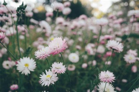 flower photography 6