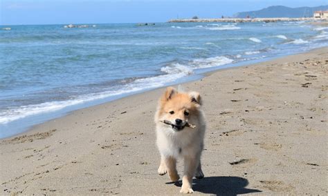 Pomeranian Names – Great Inspiration for New Puppy Parents – Pet Guide Reviews