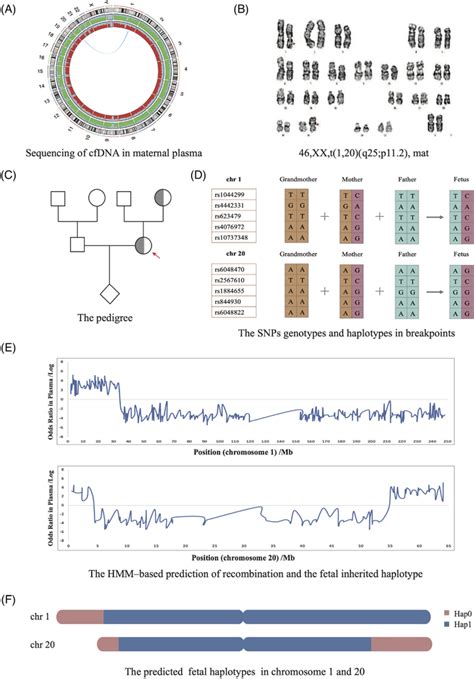 The Noninvasive Testing Results Of Patient A The Circle Plot Of