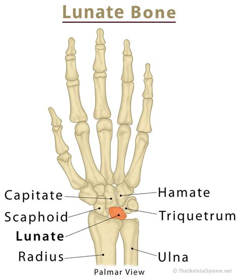 Lunate Bone Definition Location Anatomy Function Diagram