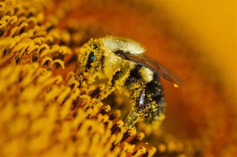 Bees Buzz In More Ways Than You Might Think Scientific American