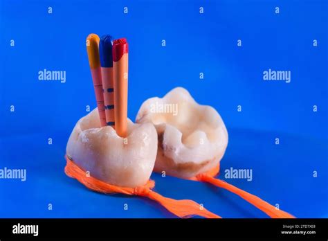 Human Tooth Microscope Hi Res Stock Photography And Images Alamy