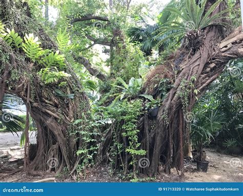 Ficus Benjamina Or Benjamin Fig Or Ficus Tree Stock Photo Image Of