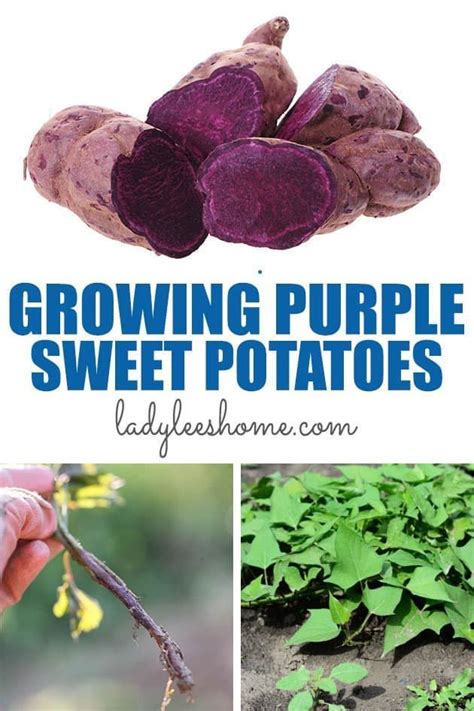 Growing Purple Sweet Potatoes In 2020 Purple Sweet Potatoes Growing Sweet Potatoes Sweet