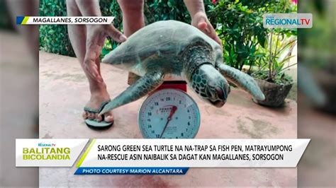 Balitang Bicolandia Sarong Green Sea Turtle Na Na Trap Sa Fish Pen