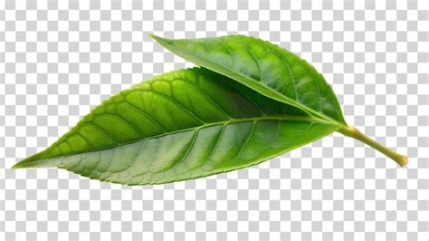 Premium PSD Fresh Green Tea Leaf Isolated On Transparent Background