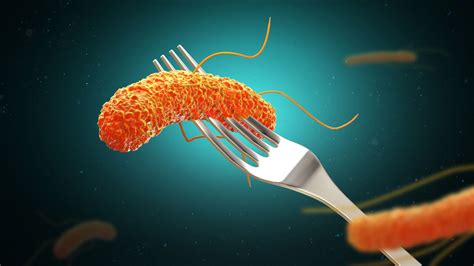 Salmonelles Escherichia coli listeria Ces bactéries qui