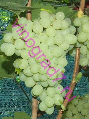 Виноград - список сортов Кишмиш Коктейль - Кишмиш Химрод. Описание в ...