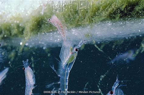 Minden Pictures - Antarctic Krill (Euphausia superba) feeding on algae