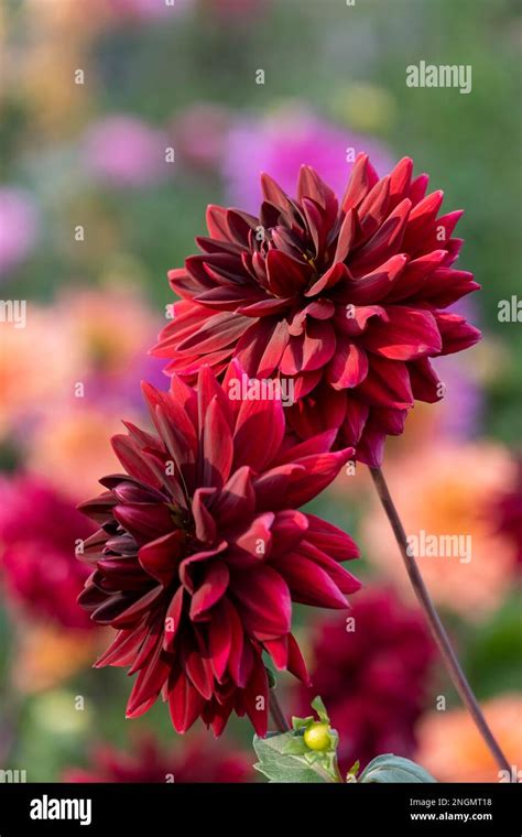 Dark Red dahlias (Dahlia Stock Photo - Alamy