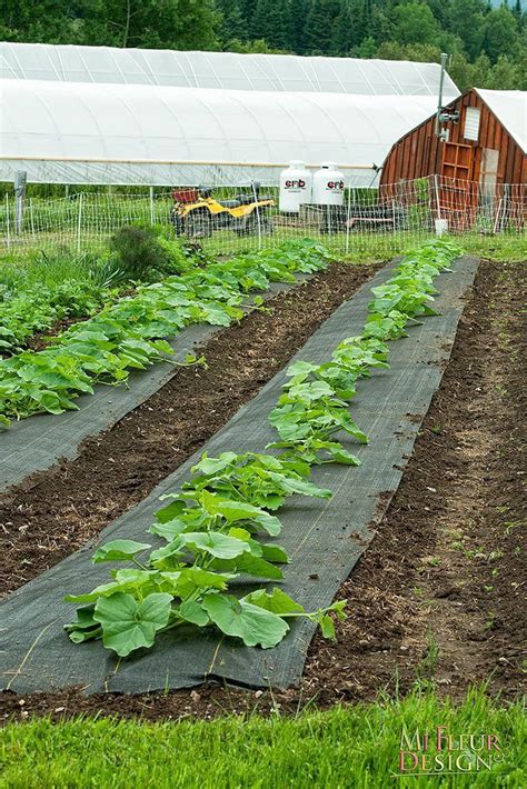 Pin By Mark Leen On Agriculture Vegetable Garden Design Home