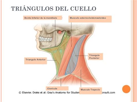 Anatomia Del Cuello Definitiva Anatom A Cuello Anatomia M Sculo