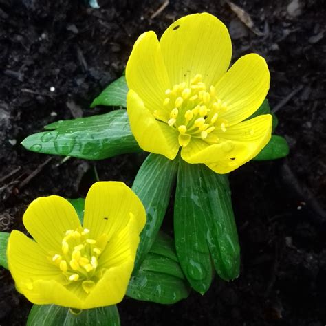 Eranthis hyemalis, Winter Aconite in GardenTags plant encyclopedia