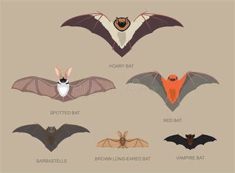 Bat Species Sizes Comparison Cartoon Vector Illustration Stock Vector ...