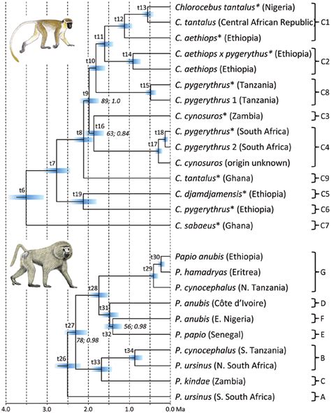 Ultrametric Subtrees Showing Phylogenetic Relationships And Divergence