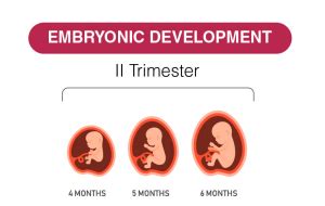 Nd Trimester Weeks Development Physical Psychological Changes