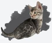 Blue Bengal Cats & Kittens for Sale 🐱 | Wild & Sweet Bengals