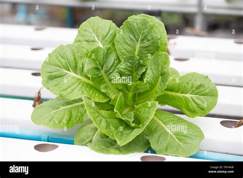 Organic Vegetables in organic farm. Vegetable farm Stock Photo - Alamy