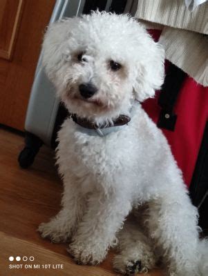 1 Year Old Cavapoo For Sale UKPets