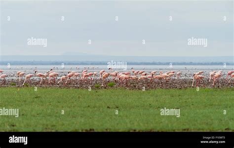 Flamingos Lake Manyara Tanzania Stock Photo - Alamy