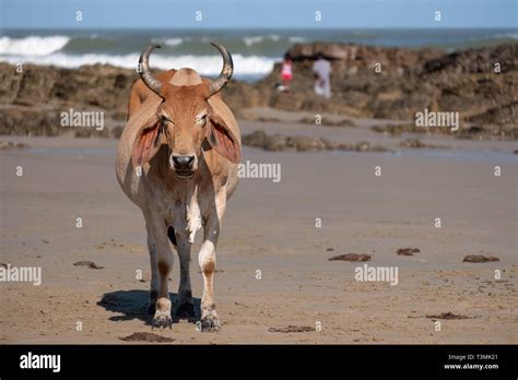 Nguni Cow Relaxes On The Sand At Second Beach At Port St Johns On The