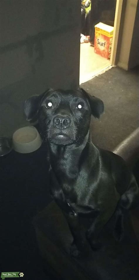 Patterdale Terrier - Stud Dog in hartlepool, United States | Breed Your Dog