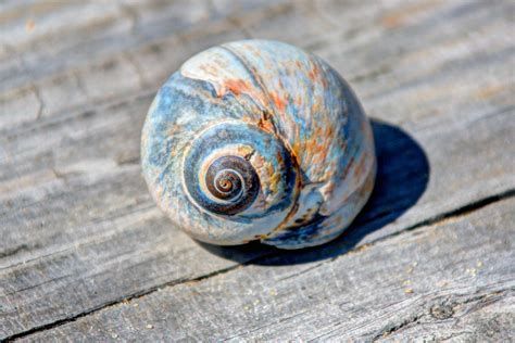 Large Snail Shell Photograph by Laura Duhaime