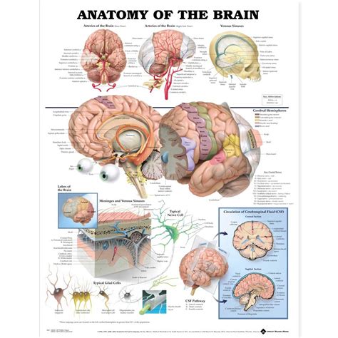 Anatomy of the Brain Anatomical Chart 20'' x 26''