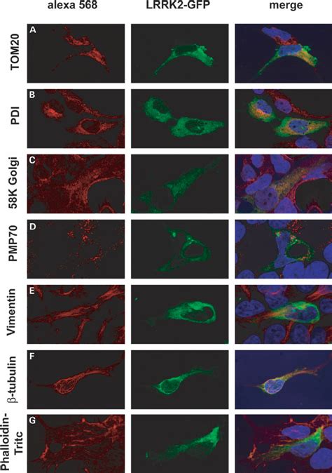 Lrrk Gfp Localizes To Mitochondria Endoplasmic Reticulum Golgi And