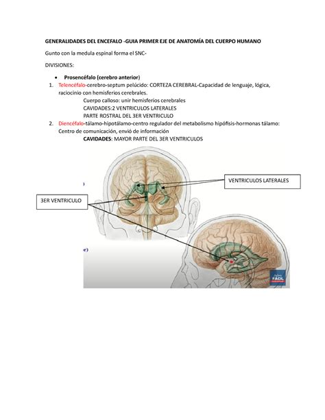 Guia Examen Anato Guia Generalidades Del Encefalo Guia Primer