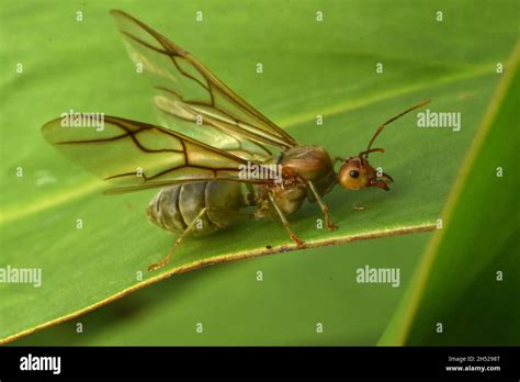 Asian weaver ant queen. Oecophylla smaragdina Stock Photo - Alamy