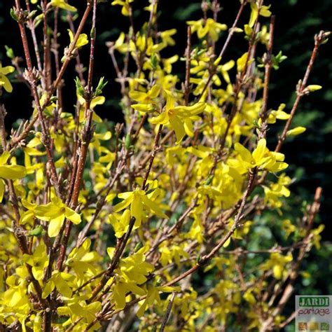 Taille Du Forsythia Quand Comment Tailler Cet Arbuste