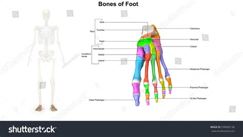 Bones Foot Dorsal View 3d Illustration Stock Illustration 558085138 ...