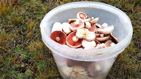 Собираю ДИКИЕ ШАМПИНЬОНЫ ВЁДРАМИ в СТЕПЯХ КРЫМА//Степная ВЕШАНКА//КРЫМ ...