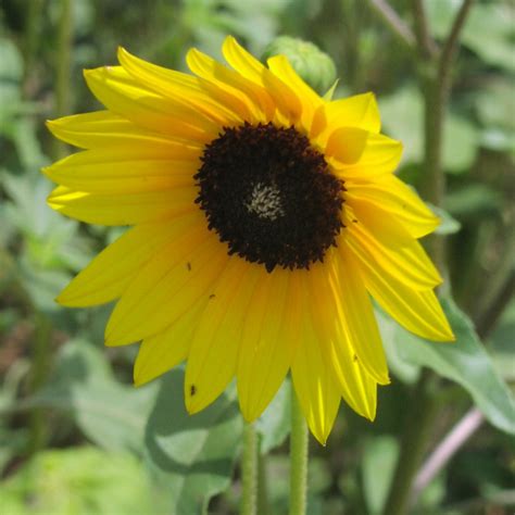 Common Sunflower Bamert Seed